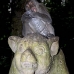 monkey_macaque_balinese_mf_ubud_v_0878_bal4591.jpg